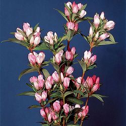 高性リンドウ：桃花3号ロングポット