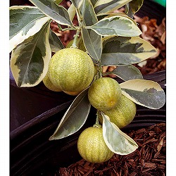 レモン（斑入り）：ピンクレモネード4号ポット