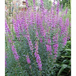 [26年2月中下旬予約]ミソハギ（禊萩）3号ポット