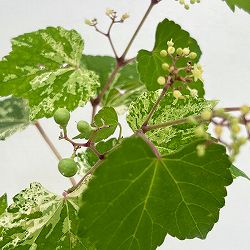 ノブドウ（野葡萄）：斑入り 3号ポット