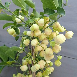 マユミ：白玉（シラタマ）マユミ6号鉢植え