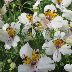 アルストロメリア：マグニフィカ ガヤナ1球