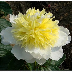 [26年10月中下旬予約]シャクヤク（芍薬）：ハニーゴールド4号ポット