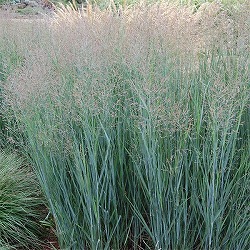 [26年2月中下旬予約]パニカム：ヘビーメタル5号ポット