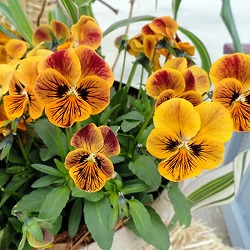 ビオラ：オレンジタイガーアイ3～3.5号ポット