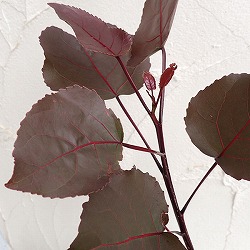 ポプラ：パープルタワー4号ポット