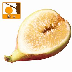 イチジク：リサ4-5号ポット