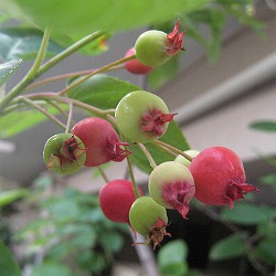 ジューンベリー：プリンスウィリアム4.5号ポット