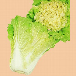 サラダ白菜3号ポット 2株セット