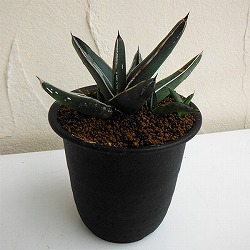 アガベ：ニッケルシー笹吹雪　3号鉢植え