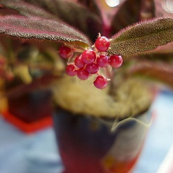 ビロードヤブコウジ：ルビーブライト4号陶器鉢植え