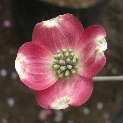 ハナミズキ：アップルブロッサム2.5号ポット