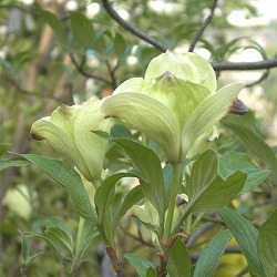 ハナミズキ：アルバプレナ2.5号ポット