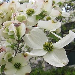 ハナミズキ：スプリング2.5号ポット