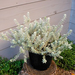 [25年11月中下旬予約]ウエストリンギア：スモーキー6号ポット