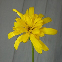 ツワブキ：八重咲つわぶき5号鉢植え