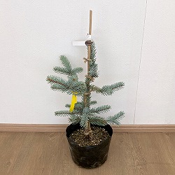 [25年11月中下旬予約]ピセアプンゲンス（プンゲンストウヒ）：ホプシー7号ポット樹高40cm