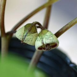 フタバアオイ：白花 3号ポット