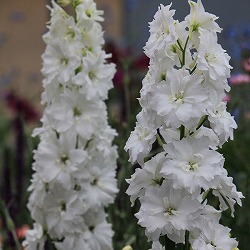 デルフィニウム：ダブルイノセンス3-3.5号ポット 2株セット