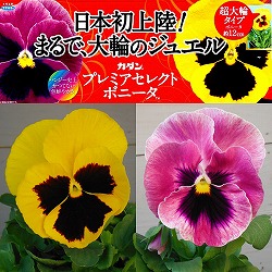 [25年10月中下旬予約]直径12cmの超大輪パンジー：ボニータクイーンイエロービーとピンクベリー3.5号ポット2種セット