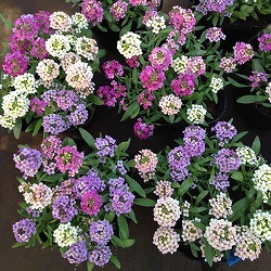 [25年10月中下旬予約]アリッサム：花色ミックスばらまき植え3.5号ポット