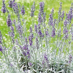 ラベンダー：シルバーサンド3号ポット