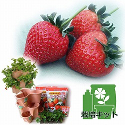 【イチゴ農家直送】ジャンボいちご苗 28ポット セット 在庫限り！ 園芸ネット本店｜いちご栽培セット（ハーベリーポット）といちご苗9株