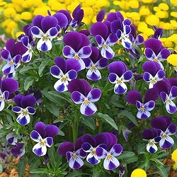 ビオラ：ブルーラビット3.5号ポット 6株セット