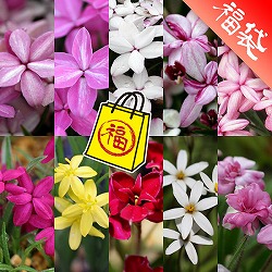 [送料無料]アッツザクラ（ロドヒポキシス）：カラフル10種セット・草の友3リットル付