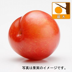 スモモ(プラム）2種受粉樹セット：秋姫（あきひめ）とハリウッド