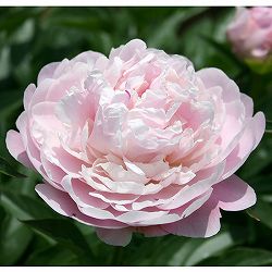 [26年2月中下旬予約]シャクヤク（芍薬）：滝の粧（たきのよそおい）7号ポット