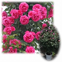 [バラ行燈予約][送料無料]つるバラ：ローズうらら8号大型アンドン仕立て