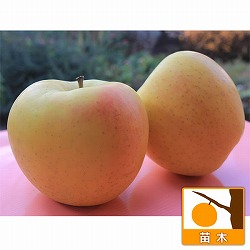 リンゴ：ぐんま名月（めいげつ）5号ポット＊＊