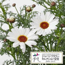 マーガレット風恋香（ふうれんか）3.5号ポット 3株セット