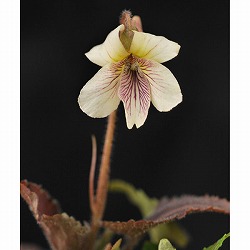 [26年1月中下旬予約]スミレ：タカオスミレ2.5号ポット