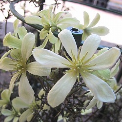 クレマチス：ムーンビーム3.5号ポット 3株セット