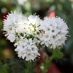 ギリア：レプタンサ：ホワイト3～3.5号ポット 4株セット