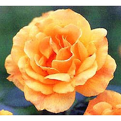 [26年1月中下旬予約]ハークネスローズ：イージーゴーイング大苗3.5号ロングポット