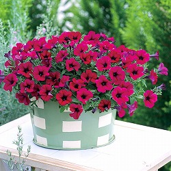 ペチュニア：ギュギュ　パープル3号ポット 12株セット