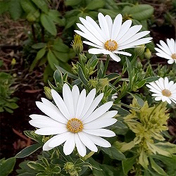 オステオスペルマム：ザイール　バリエガータ（斑入葉）3～3.5号ポット 6株セット