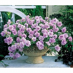 [送料無料]ペチュニア：ドレスアップ　ラベンダーピンクアイス3号ポット 24株セット