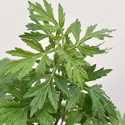 マグワート3号ポット