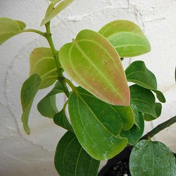 [26年6月中下旬予約]シナモン（セイロンニッケイ）4号ポット樹高20cm