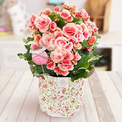 [送料無料][2016年母の日ギフト][予約]リーガースベゴニア：ボリアス5号鉢植え鉢カバー入り