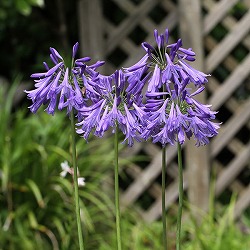 アガパンサス　ブラック系　3＋1 楽天市場】アガパンサス（カラーブラック）（ガーデニング・農業