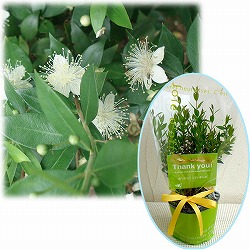 苗木ギフト：マートル「ありがとうございました」カード付