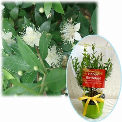 苗木ギフト：マートル「お誕生日おめでとうございます」カード付