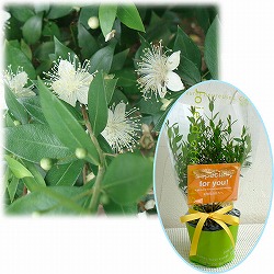 苗木ギフト：マートル「特別なあなたへ」カード付