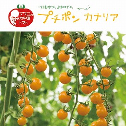[26年4月下旬予約]イタリアントマト：プチポンカナリア3号 12株セット