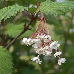 オトコヨウゾメ3号ポット